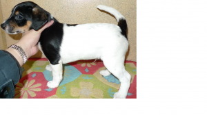 UKPurebredMaleJackRussellpuppiesforsale